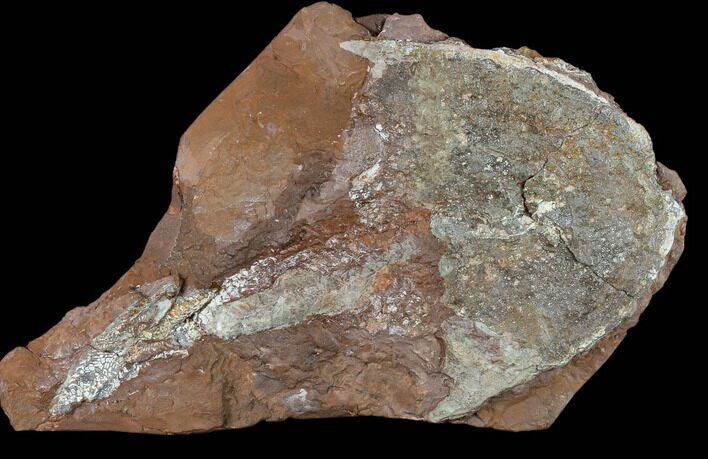 7.3" Devonian Armored Osteostracan (Victoraspis?) Fossil - Ukraine